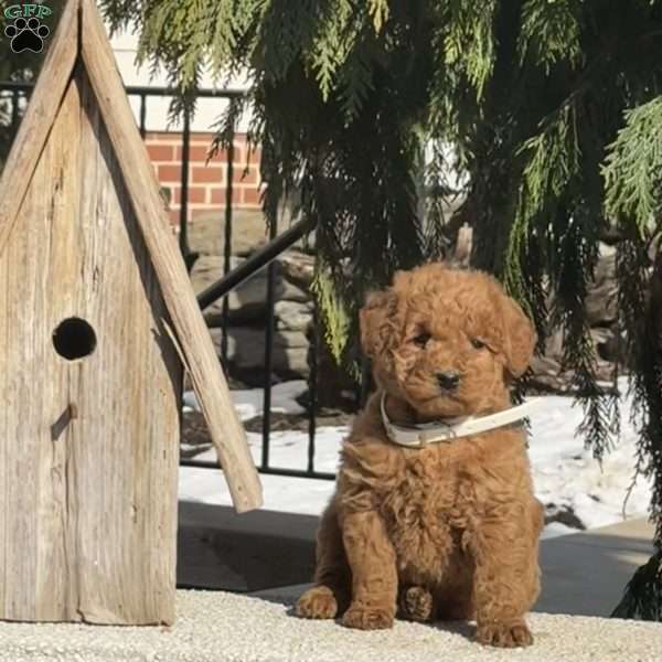 Teddy, Mini Labradoodle Puppy