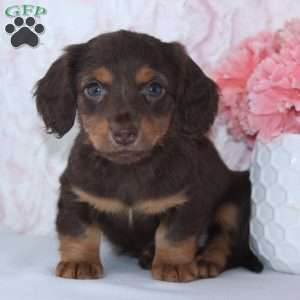 Beth, Dachshund Puppy