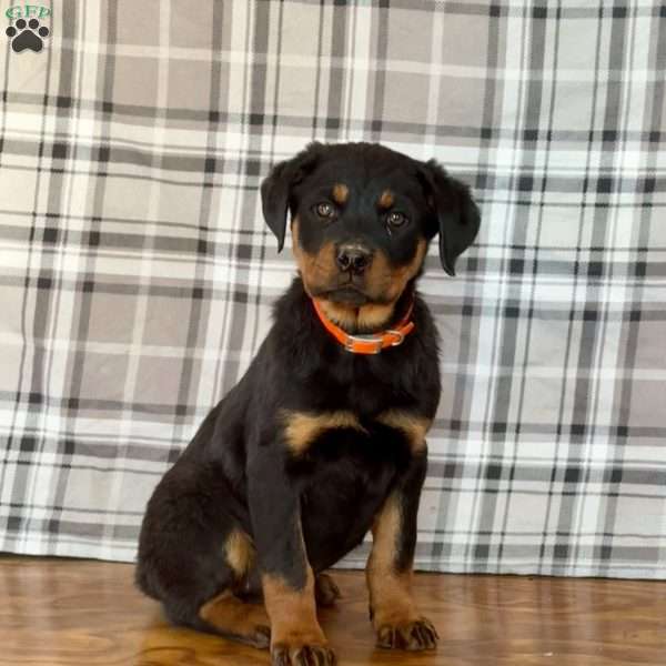 Diva, Rottweiler Puppy