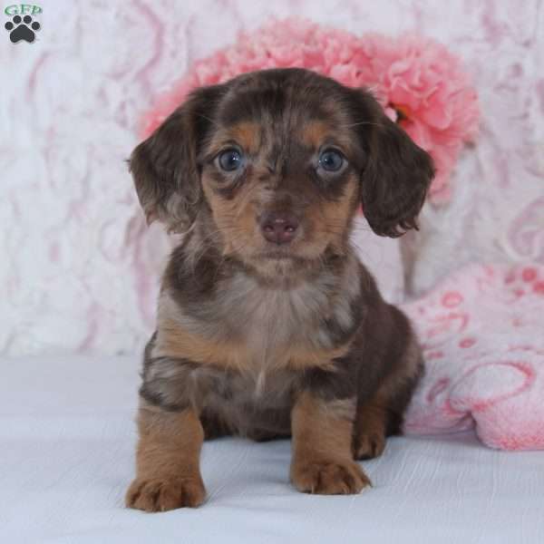 Becca, Dachshund Puppy