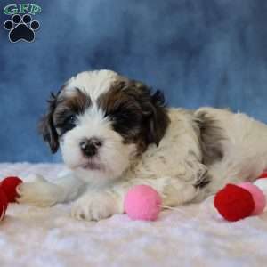 Parker, Shih-Poo Puppy