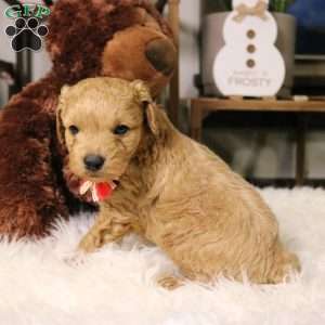 Aspen, Cavapoo Puppy