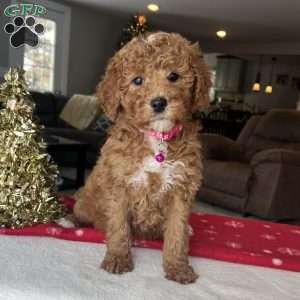 Luna, Mini Goldendoodle Puppy