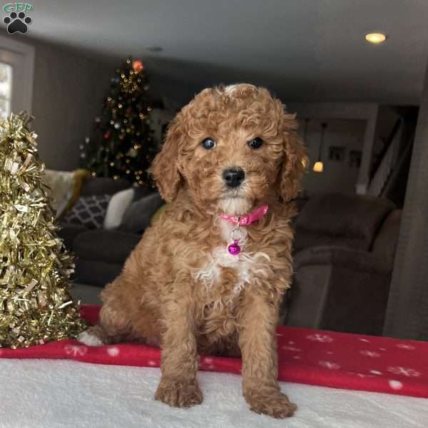 Luna, Mini Goldendoodle Puppy