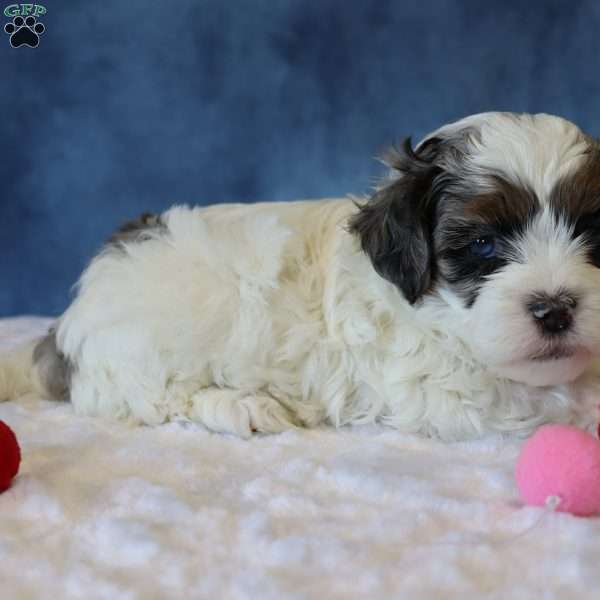 Parker, Shih-Poo Puppy