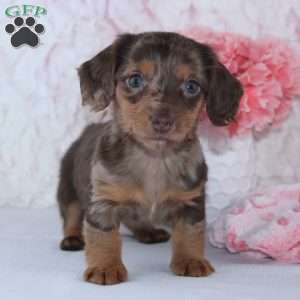 Becca, Dachshund Puppy