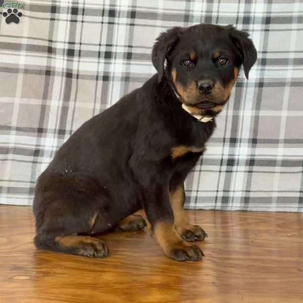 Destiny, Rottweiler Puppy