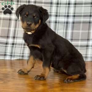 Destiny, Rottweiler Puppy