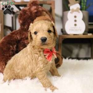 Aspen, Cavapoo Puppy