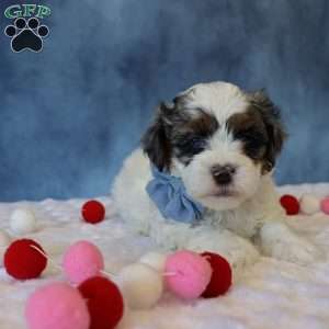 Parker, Shih-Poo Puppy