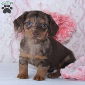 Becca, Dachshund Puppy