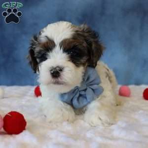 Parker, Shih-Poo Puppy