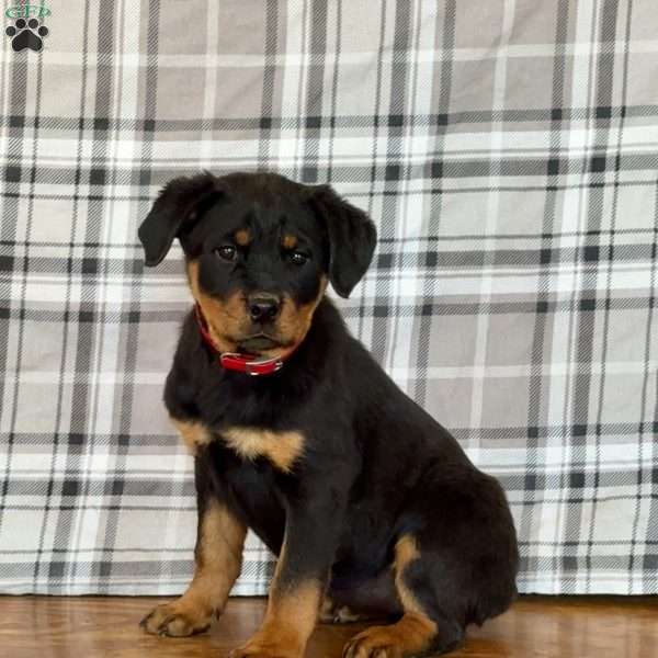 Dolly, Rottweiler Puppy