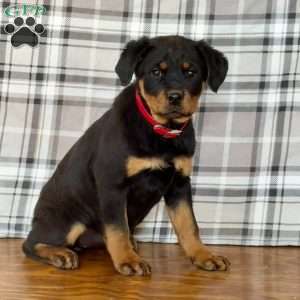 Dolly, Rottweiler Puppy