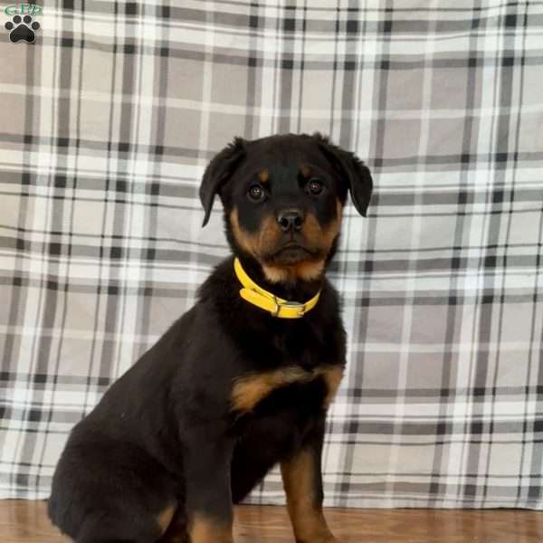 Delilah, Rottweiler Puppy
