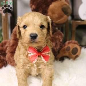 Aspen, Cavapoo Puppy