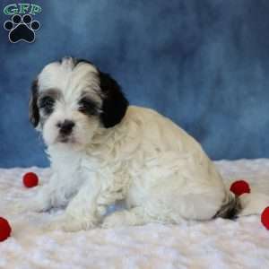 Peony, Shih-Poo Puppy