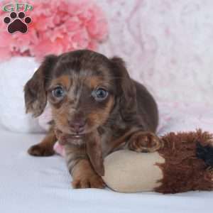 Becca, Dachshund Puppy