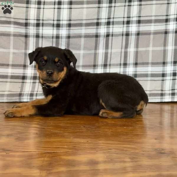 Diamond, Rottweiler Puppy