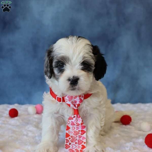 Peony, Shih-Poo Puppy