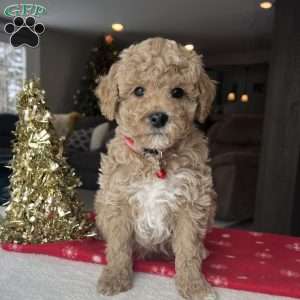Lincoln, Mini Goldendoodle Puppy