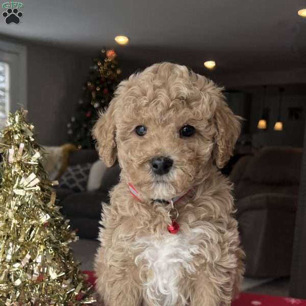 Lincoln, Mini Goldendoodle Puppy