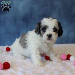 Peony, Shih-Poo Puppy