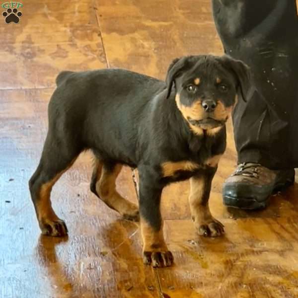 Dixie, Rottweiler Puppy