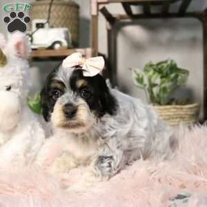 Harper, Cockapoo Puppy