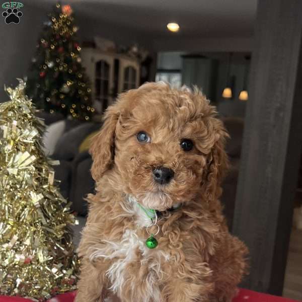 Landon, Mini Goldendoodle Puppy