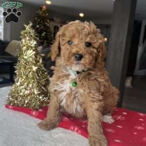 Landon, Mini Goldendoodle Puppy