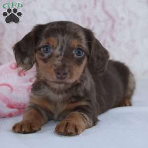Becca, Dachshund Puppy