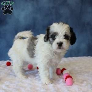 Peony, Shih-Poo Puppy