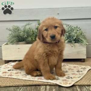Chip, Golden Retriever Puppy