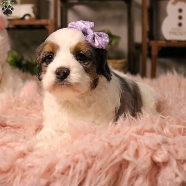 Whisper, Cockapoo Puppy