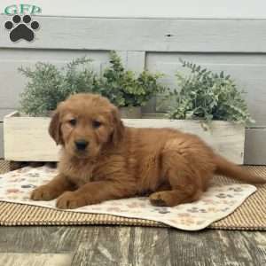 Chip, Golden Retriever Puppy