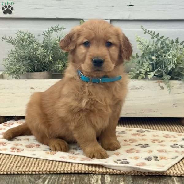 Charlotte, Golden Retriever Puppy