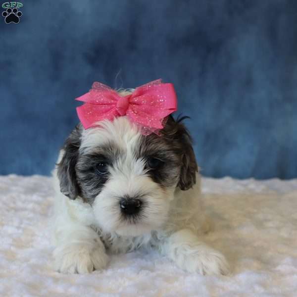 Polly, Shih-Poo Puppy