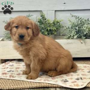 Charlotte, Golden Retriever Puppy