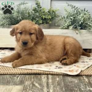 Charlotte, Golden Retriever Puppy