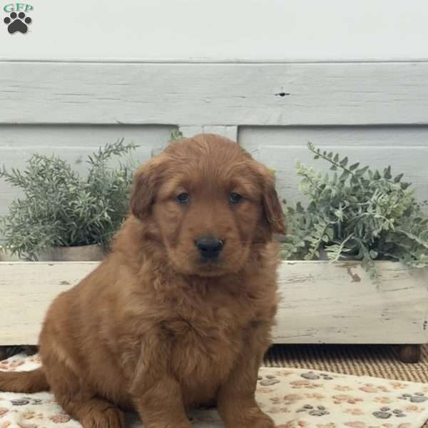 Chuck, Golden Retriever Puppy