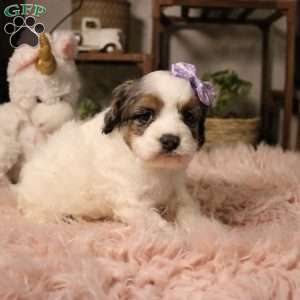 Whisper, Cockapoo Puppy