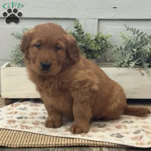 Chuck, Golden Retriever Puppy
