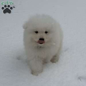 Snowball, Samoyed Puppy