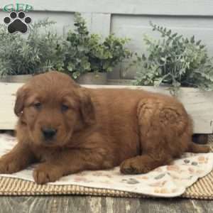 Chuck, Golden Retriever Puppy
