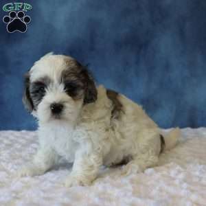 Polly, Shih-Poo Puppy