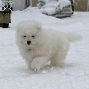 Snowball, Samoyed Puppy