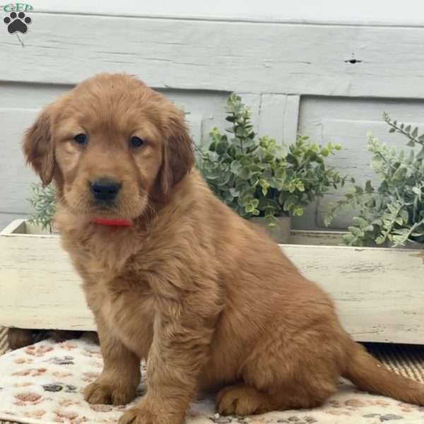 Cherry, Golden Retriever Puppy