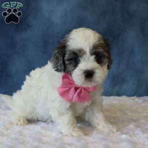 Polly, Shih-Poo Puppy