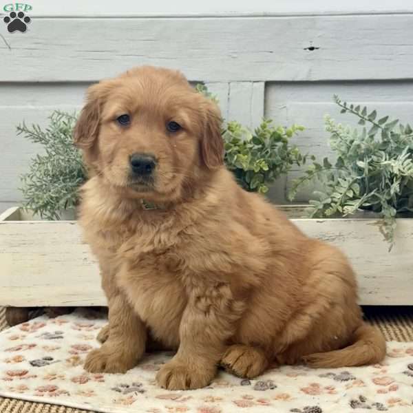 Conan, Golden Retriever Puppy